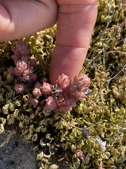 Sedum radiatum
