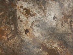 Balantiopteryx io