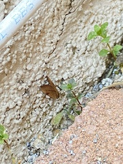 Lepidoptera