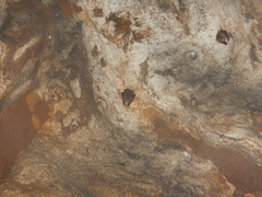 Balantiopteryx io