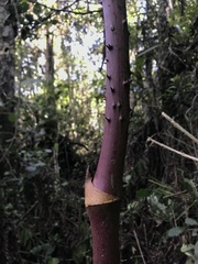 Smilax domingensis