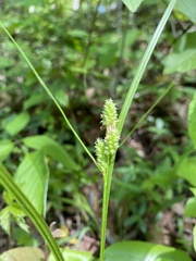 Carex complanata
