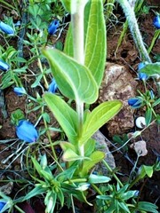 Hypericum perfoliatum