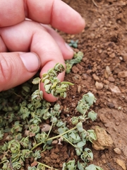 Atriplex buchananii