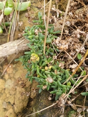 Spergularia tasmanica