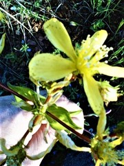 Hypericum perfoliatum