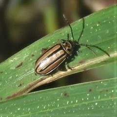 Disonycha bicarinata