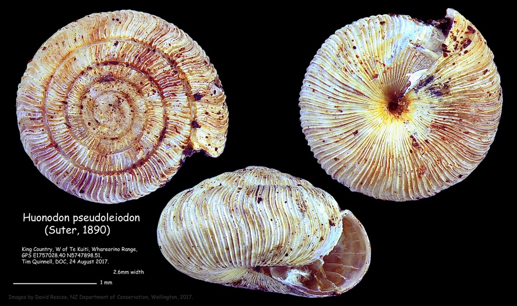 Huonodon pseudoleiodon