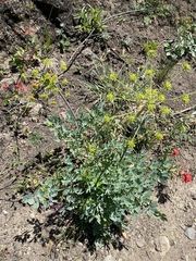 Lomatium californicum