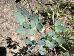 Lomatium californicum
