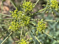 Lomatium californicum