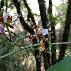 Oncidium reichenheimii