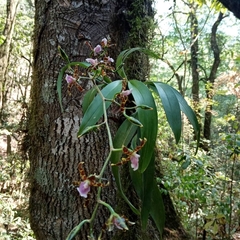 Oncidium reichenheimii