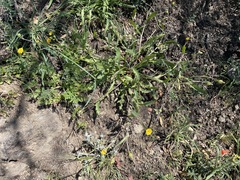 Lomatium californicum