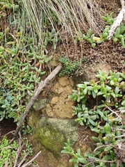 Spergularia tasmanica