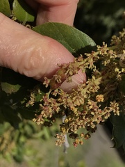 Callirhytis congregata