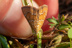 Glaphyria sesquistrialis