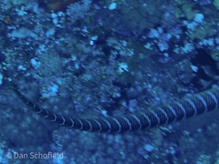 Laticauda semifasciata