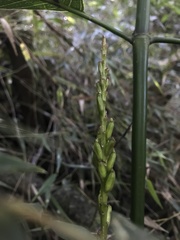 Prescottia stachyodes