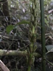 Prescottia stachyodes