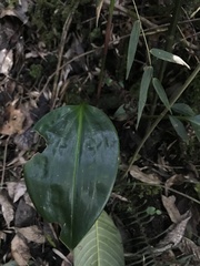 Prescottia stachyodes