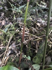 Prescottia stachyodes