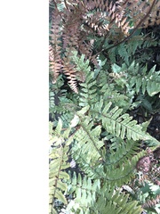 Athyrium niponicum