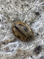 Mulsantina hudsonica