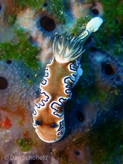 Doriprismatica sibogae