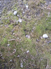 Bryopsida
