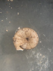 Paravitrea conecuhensis