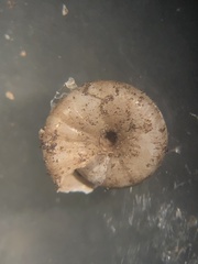 Paravitrea conecuhensis