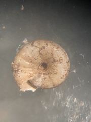 Paravitrea conecuhensis