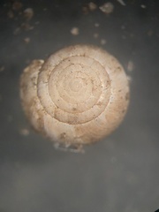 Paravitrea conecuhensis