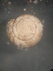 Paravitrea conecuhensis