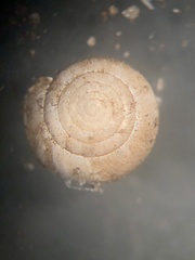 Paravitrea conecuhensis