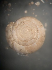 Paravitrea conecuhensis