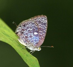 Arhopala ammon