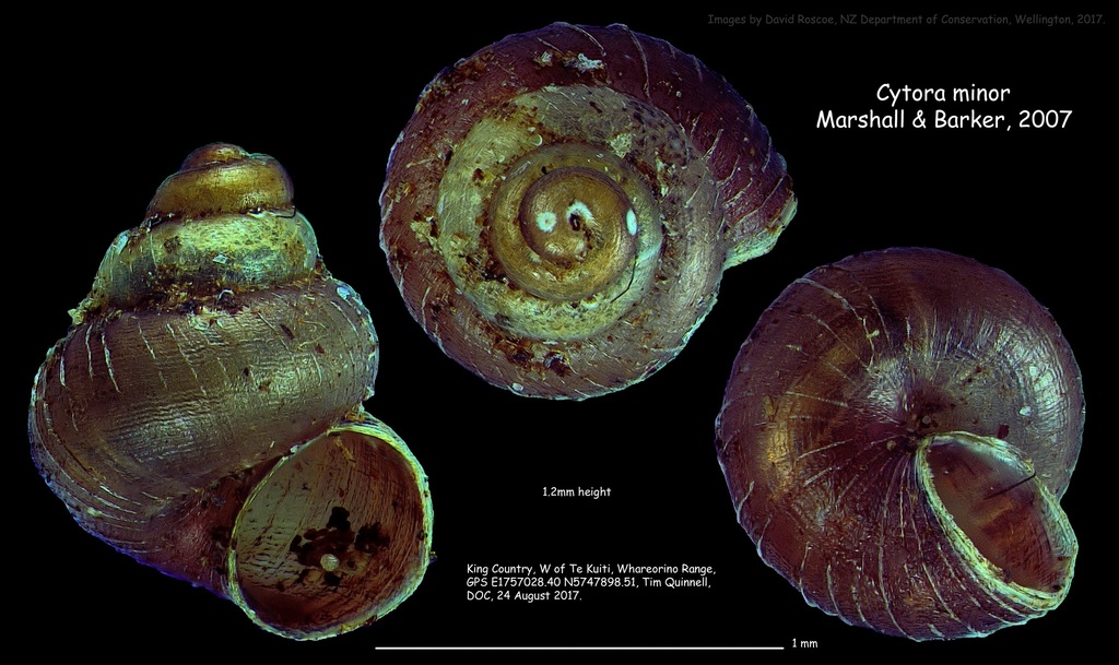 Cytora minor