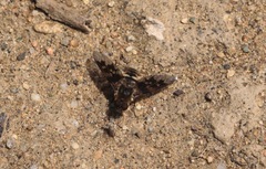 Thyridanthrax nugator