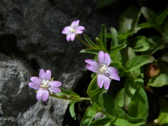 Epilobium duriaei