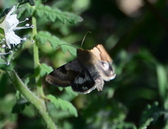 Heliothis phloxiphaga
