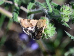 Heliothis phloxiphaga