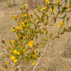 Holocarpha virgata virgata