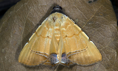 Eulepidotis micca