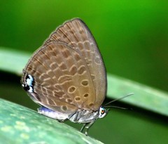 Arhopala epimuta