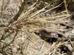 Trichloris pluriflora