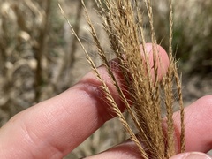 Trichloris pluriflora