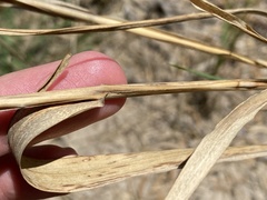 Trichloris pluriflora