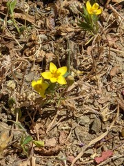 Leptosiphon acicularis